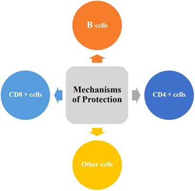 Recent advance in the development of tuberculosis vaccines in clinical trials and virus-like particle-based vaccine candidates